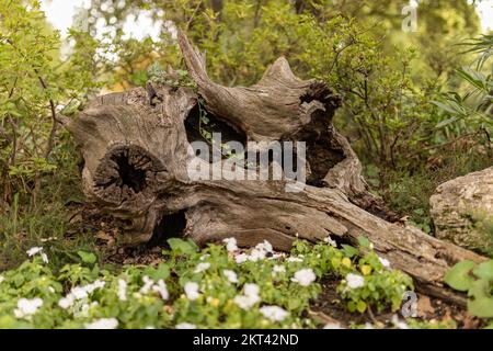 Kleine Details über die Natur der Stadt Turin Stockfoto