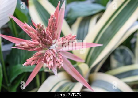 Exotische blassrosa Blume der Aechmea fasciata Felice Pflanze mit langen streifenförmigen Blättern. Stockfoto