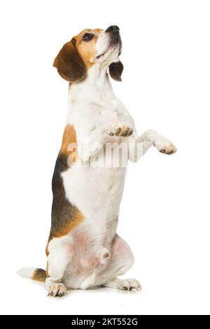 Beagle-Hund sitzt auf Hinterbeinen isoliert auf weißem Hintergrund Stockfoto