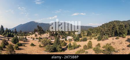 Gewundene Straße durch Tannenwald, sonniger Tag. Draufsicht. Leere Asphaltkurven und Fichtenbäume Stockfoto