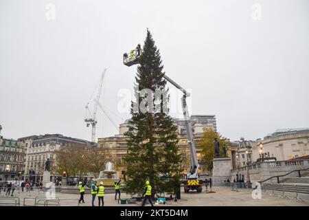 London, England, Großbritannien. 29.. November 2022. Die Arbeiter installieren den Stern und die Lichter auf dem Weihnachtsbaum am Trafalgar Square. Seit 1947 schenkt Norwegen dem britischen Volk jedes Jahr Weihnachtsbäume. (Kreditbild: © Vuk Valcic/ZUMA Press Wire) Stockfoto