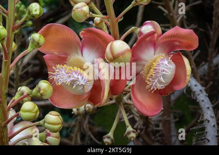 Blüten, Knospen und junge Früchte auf einem Zweig eines tropischen Kanonenkugelbaums, auch bekannt als couroupita guianensis, der oft in buddhistischen Tempeln zu finden ist Stockfoto