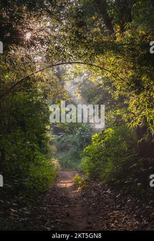 Malerischer Landschaftsblick auf den Pfad im tropischen Wald mit wunderschönen Morgenlichtern, Chiang Dao, Chiang Mai, Thailand Stockfoto