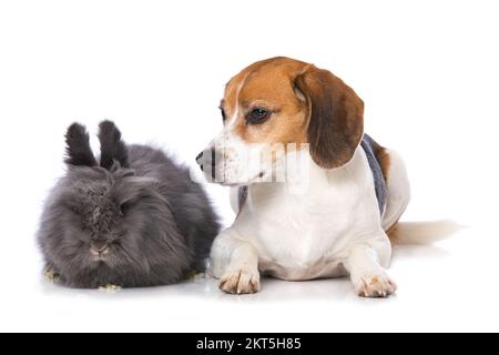 Beagle-Hund mit einem Kaninchen isoliert auf weißem Hintergrund Stockfoto