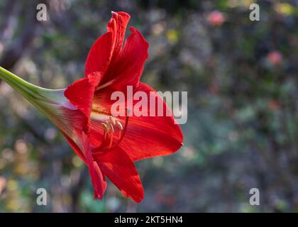Blick aus der Nähe auf wunderschöne, hellrote Hybrid-Amaryllis-Blüten im Garten, isoliert auf natürlichem Hintergrund mit Bokeh und Kopierbereich Stockfoto
