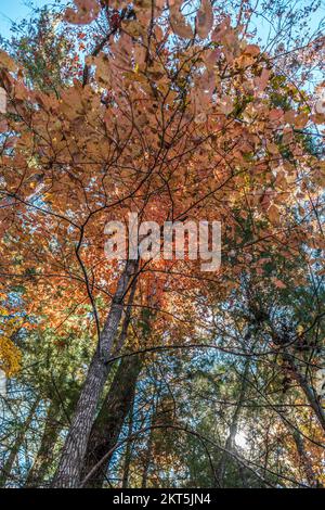 Sie stehen unter ein paar Bäumen, die ihre Farben wechseln und durch die hinterleuchteten Blätter von einem sonnigen Herbsttag hinaufschauen Stockfoto