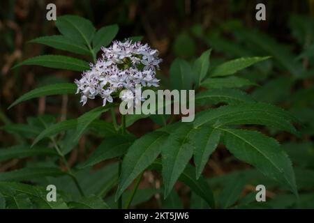 Nahaufnahme von sambucus ebulus, auch bekannt als Zwergalter oder Danewürze, weiße und lila Blüte und grüne Blätter im Freien in freier Wildbahn Stockfoto