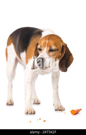 Beagle-Hund mit einer Karotte isoliert auf weißem Hintergrund Stockfoto