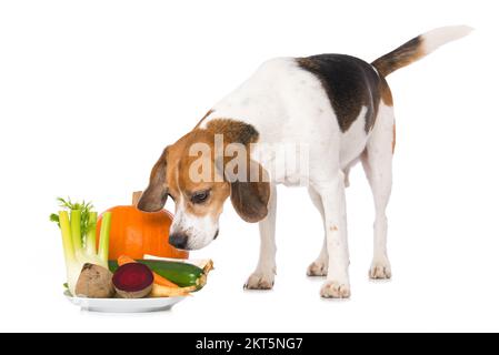 Beagle-Hund mit Gemüse isoliert auf weißem Hintergrund Stockfoto