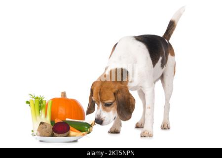 Beagle-Hund mit Gemüse isoliert auf weißem Hintergrund Stockfoto