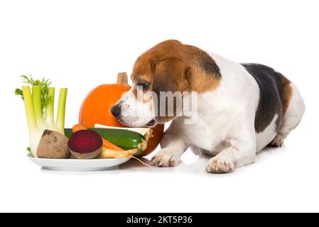 Beagle-Hund mit Gemüse isoliert auf weißem Hintergrund Stockfoto