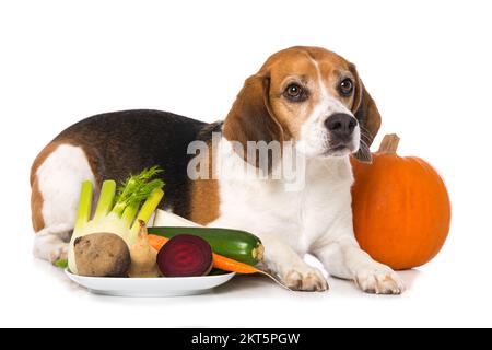 Beagle-Hund mit Gemüse isoliert auf weißem Hintergrund Stockfoto