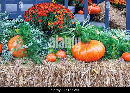 Orangefarbene Kürbisse auf Stroh, Bouquets von wunderschönen Halloween-Astern dekorierten die Veranda des Hauses in Herbsttagen. Stockfoto