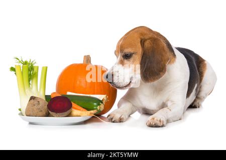 Beagle-Hund mit Gemüse isoliert auf weißem Hintergrund Stockfoto