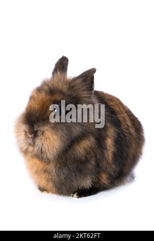 Süßes Zwergkaninchen isoliert auf weißem Hintergrund Stockfoto