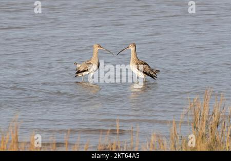 Curlew im Connah's Quay Naturschutzgebiet an der Dee Estuary, North Wales, Großbritannien, Großbritannien Stockfoto