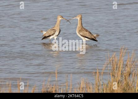 Curlew im Connah's Quay Naturschutzgebiet an der Dee Estuary, North Wales, Großbritannien, Großbritannien Stockfoto