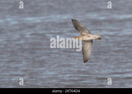 Curlew im Connah's Quay Naturschutzgebiet an der Dee Estuary, North Wales, Großbritannien, Großbritannien Stockfoto