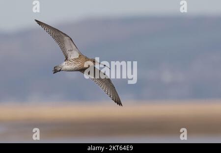 Curlew im Connah's Quay Naturschutzgebiet an der Dee Estuary, North Wales, Großbritannien, Großbritannien Stockfoto