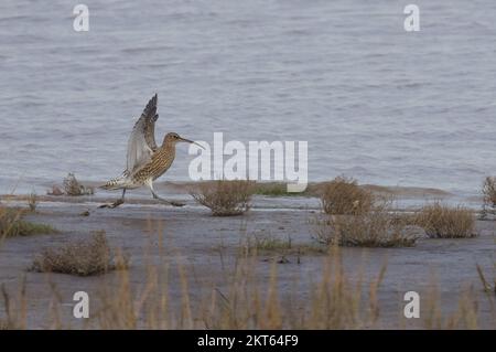 Curlew im Connah's Quay Naturschutzgebiet an der Dee Estuary, North Wales, Großbritannien, Großbritannien Stockfoto