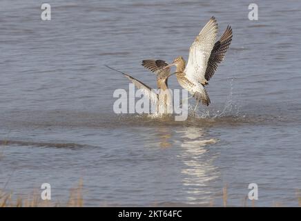 Curlew im Connah's Quay Naturschutzgebiet an der Dee Estuary, North Wales, Großbritannien, Großbritannien Stockfoto