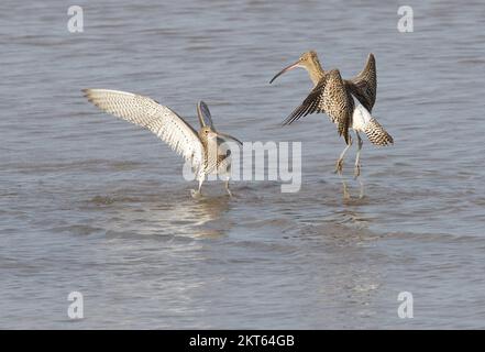 Curlew im Connah's Quay Naturschutzgebiet an der Dee Estuary, North Wales, Großbritannien, Großbritannien Stockfoto