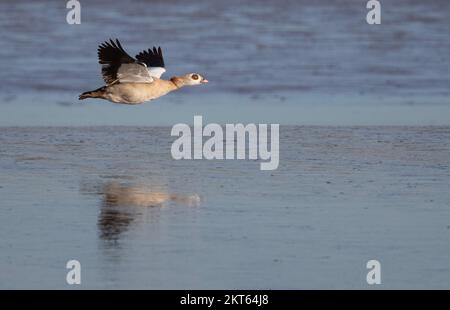 Ägyptische Gänse auf dem Flug im Naturschutzgebiet Connahs Quay an der Mündung des Dee, Nordwales, Großbritannien, Großbritannien Stockfoto