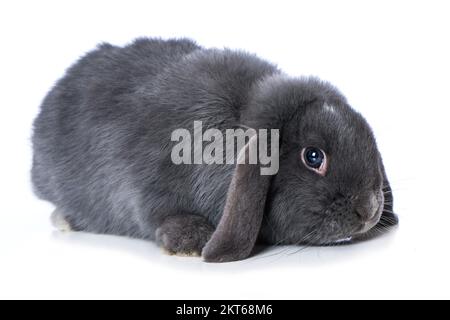 Süßes Zwergkaninchen isoliert auf weißem Hintergrund Stockfoto