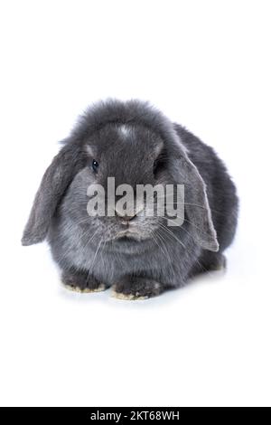 Süßes Zwergkaninchen isoliert auf weißem Hintergrund Stockfoto