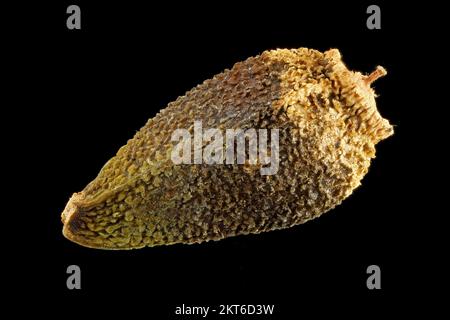 Rhaponticum coniferum, Zapfenkopf, Nahaufnahme, Früchte (Samen) ohne Pappus, Früchte 3 mm lang Stockfoto