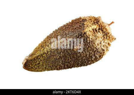 Rhaponticum coniferum, Zapfenkopf, Nahaufnahme, Früchte (Samen) ohne Pappus, Früchte 3 mm lang Stockfoto