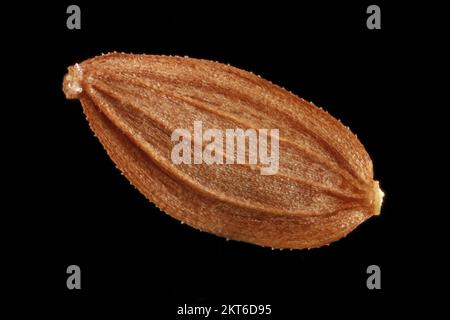 Sonchus asper, Prickly Sau-Distel, RAUE Gänsedistel, Nahaufnahme, Frucht (Samen) ohne Pappus, Frucht 3-4 mm lang Stockfoto