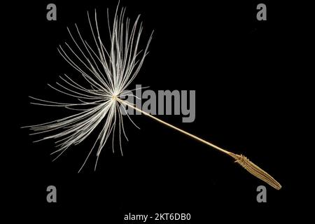 Taraxacum officinale, Löwenzahn, gewöhnlicher Löwenzahn, Nahaufnahme, Früchte (Samen) mit Pappus, Früchte 3-4 mm lang Stockfoto