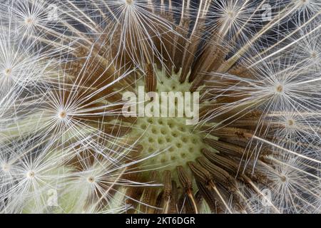 Taraxacum officinale, Löwenzahn, gewöhnlicher Löwenzahn, Nahaufnahme, Früchte (Samen) mit Pappus, Früchte 3-4 mm lang Stockfoto