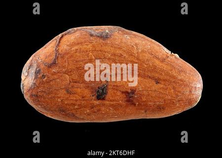 Theobroma cacao, Kakaobohne, Nahaufnahme, fermentierte und getrocknete Samen mit Samenmantel, 18-26 mm lang Stockfoto