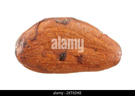 Theobroma cacao, Kakaobohne, Nahaufnahme, fermentierte und getrocknete Samen mit Samenmantel, 18-26 mm lang Stockfoto