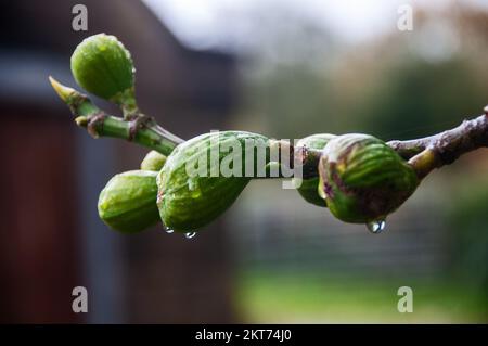 Im Vereinigten Königreich – Common Feigenpflanze, die an einer Südwand wächst Stockfoto