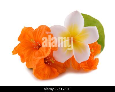 Frangipani und cordia subcordata isoliert auf weißem Hintergrund Stockfoto