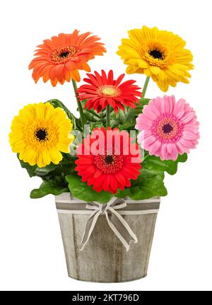 Gerbera Pflanze in Vase isoliert auf weißem Hintergrund Stockfoto