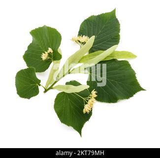 linden-Zweig mit Blüten isoliert auf weißem Hintergrund Stockfoto