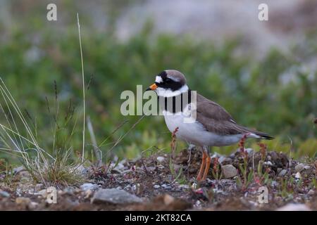 Sandregenpfeifer, Sand-Regenpfeifer, Regenpfeifer, Charadrius hiaticula, Geländepfeifer, Le Pluvier Grand Gravelot, Le Grand Gra Stockfoto