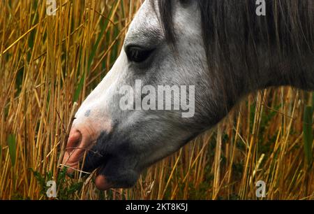 Nahaufnahme des seltenen walisischen, halbwilden Carneddau-Pony, Fütterung von Gras und Rush. Diese alte keltische Rasse ist nach der Snowdonia Gebirgskette benannt Stockfoto