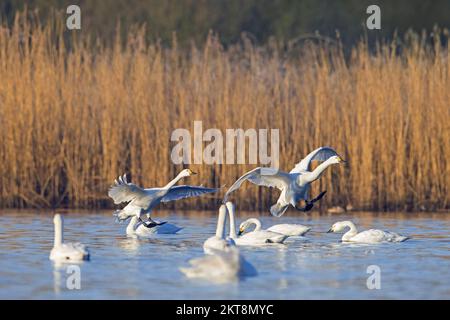 Schar von Bewicks Schwanen (Cygnus bewickii), die im Winter auf dem See landen, um sich auszuruhen Stockfoto