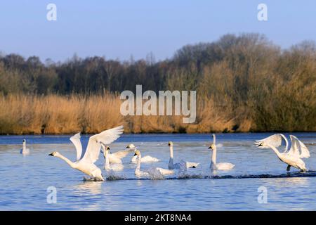 Bewicks Schwäne (Cygnus bewickii) starten aus dem Wasser des Sees und verlassen die Herde im Winter Stockfoto