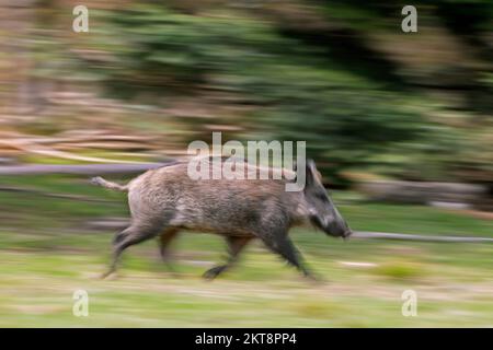 Bewegung verschwommen laufendes, einsames Wildschwein (Sus scrofa) Sau/Weibchen, die durch den Wald flieht Stockfoto