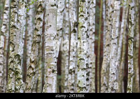 Silberbirke / Warzbirke / Europäische Weißbirke (Betula pendula / Betula verrucosa) Baumstämme von Birken im Laubwald im Herbst Stockfoto