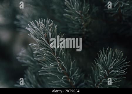 Kiefernäste bedeckt mit Heiserfrost, natürlichem, dunklem Naturhintergrund im Winter, schneebedeckte Nadelnähe, Soft Focus, Bokeh und Copy Spac Stockfoto