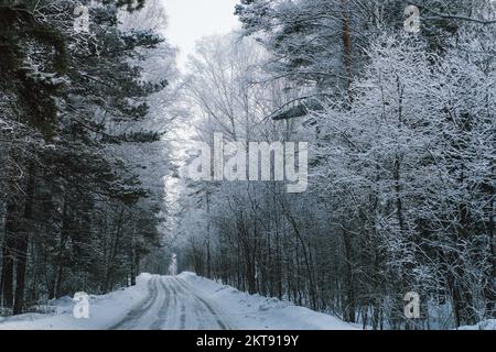 Winterlandschaft, Winterwald, Winterstraße und Bäume, Kiefern bedeckt mit Schnee, Panoramablick Foggy, bewölkt, frostiger Tag, stimmungsvolle Aufnahme Stockfoto