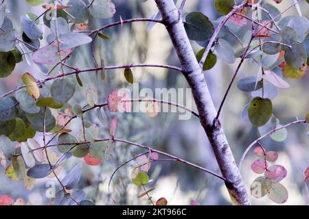 Eukalyptusbäume im Sommer zeigen Schönheit in der Natur mit auffälligen Mustern, Form und Textur in einer Palette von lebhaften Sommerfarben, Stockfoto