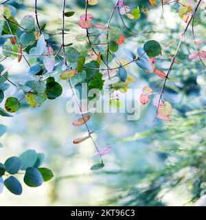 Bäume im Sommer zeigen Schönheit in der Natur mit auffälligen Mustern, Formen und Strukturen in einer Palette von lebhaften Sommerfarben Stockfoto